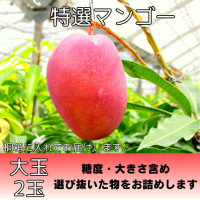 マンゴー | 株式会社農園ファイミール