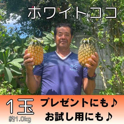 ホワイトココ1個（約1.0kg）