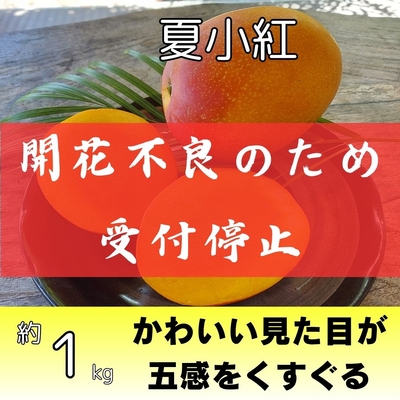 夏小紅　約1kg（2～3個入り）