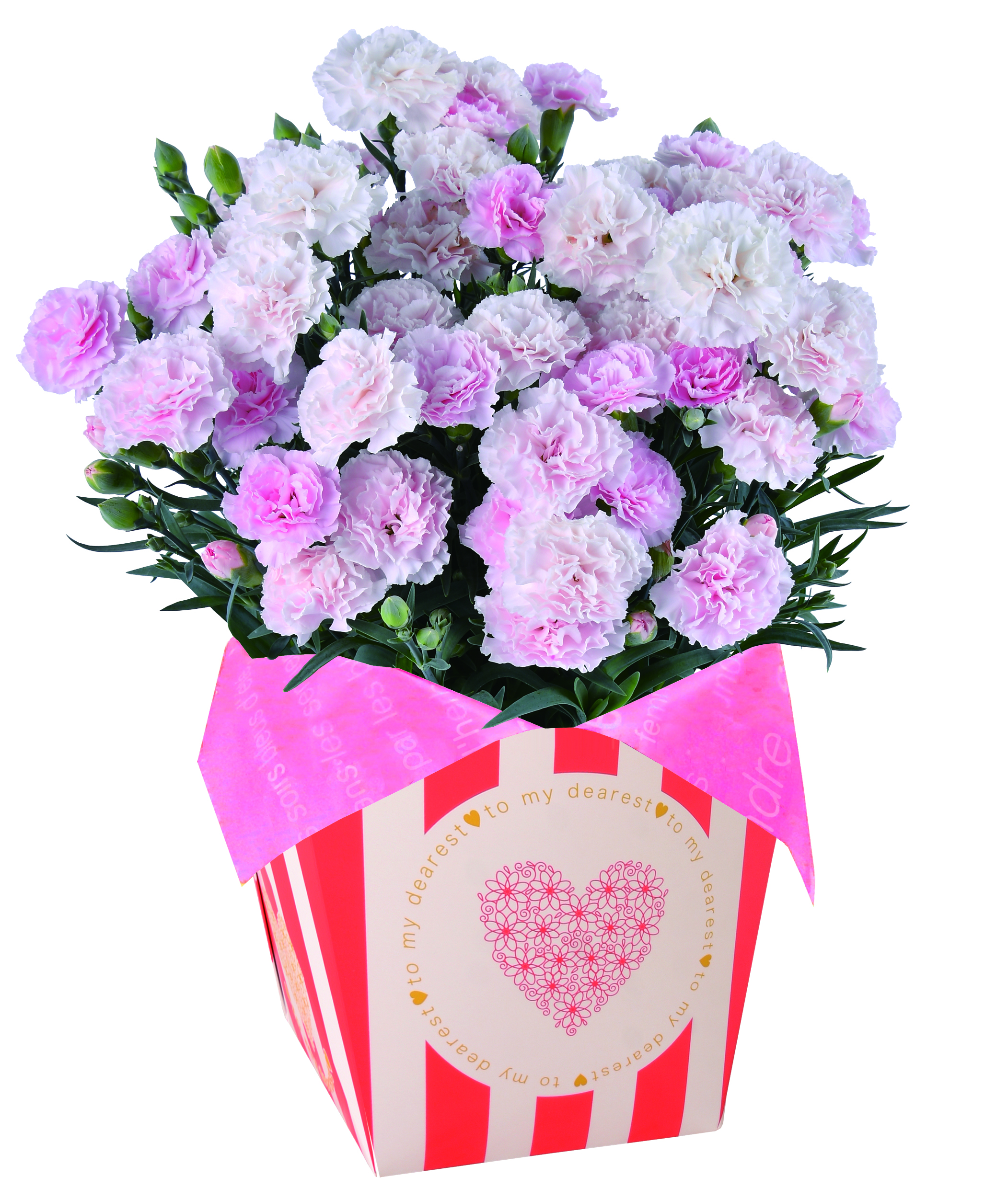 品番０４ カーネーション ライトピンク 5号鉢 ヤマト 母の日ギフト