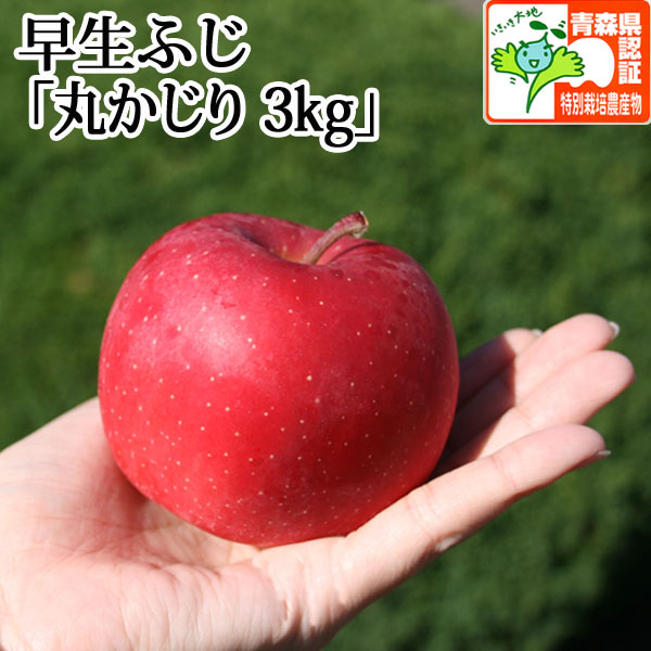 送料無料】青森県産りんご 早生ふじ 丸かじり 約3kg（12-14個入