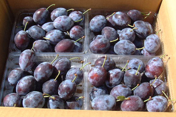 送料無料】青森県産 シュガープルーン ほほえみ（訳あり） 約2kg