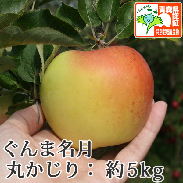 送料無料】青森県産りんご 名月（ぐんま名月） 丸かじり（小さめサイズ