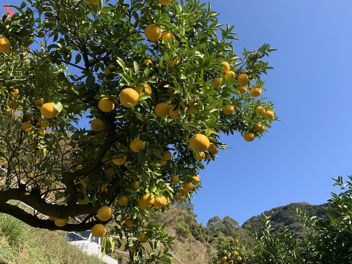 芦北町で出来た「甘い夏の想い出」ストレートジュース100％ | 御立岬