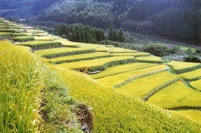 大関米画像4_1591252803932_400.jpg
