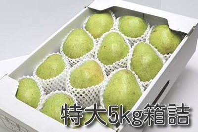 バラード特大5kg箱詰（約12～16玉）化粧箱入り