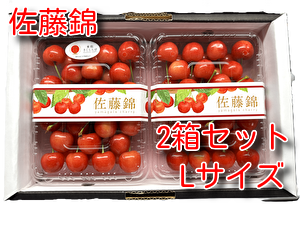 佐藤錦約900ｇ（約450ｇ&times;２）　2箱セット　ﾊﾟｯｸ詰め　Lサイズ