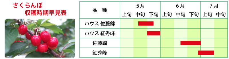 さくらんぼ収穫時期早見表