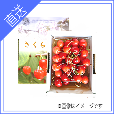 【送料無料】山形県産さくらんぼ(佐藤錦) Lサイズ以上 500g バラ詰め