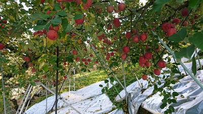 りんごふじ　（10㎏　2段）36コ又は40コ入り　