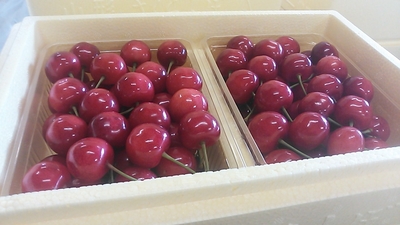 さくらんぼ（紅秀峰）　１ｋｇ　クール便