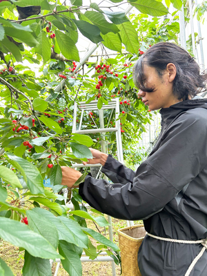 佐藤薔薇47本 佐藤薔薇47本 本数と色で選ぶバラの花束