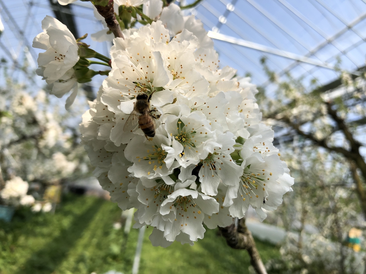 PS-5 厳選「手詰」桐箱 紅秀峰 約600g | 王将果樹園