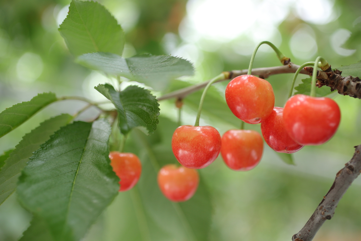 S-44「フードパック」紅秀峰 約400g | 王将果樹園