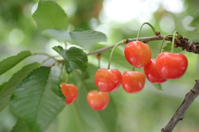S-44「フードパック」紅秀峰 約400g | 王将果樹園