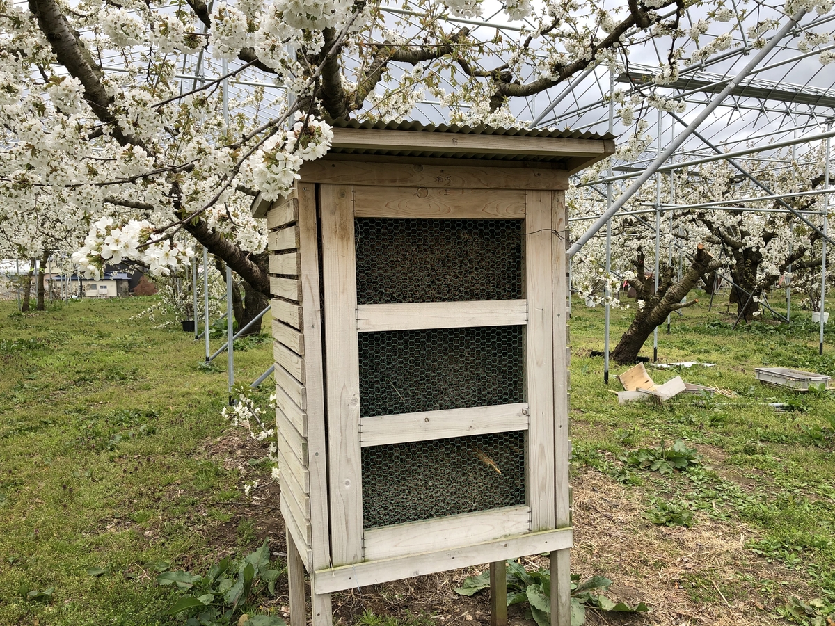 S-44「フードパック」紅秀峰 約400g | 王将果樹園