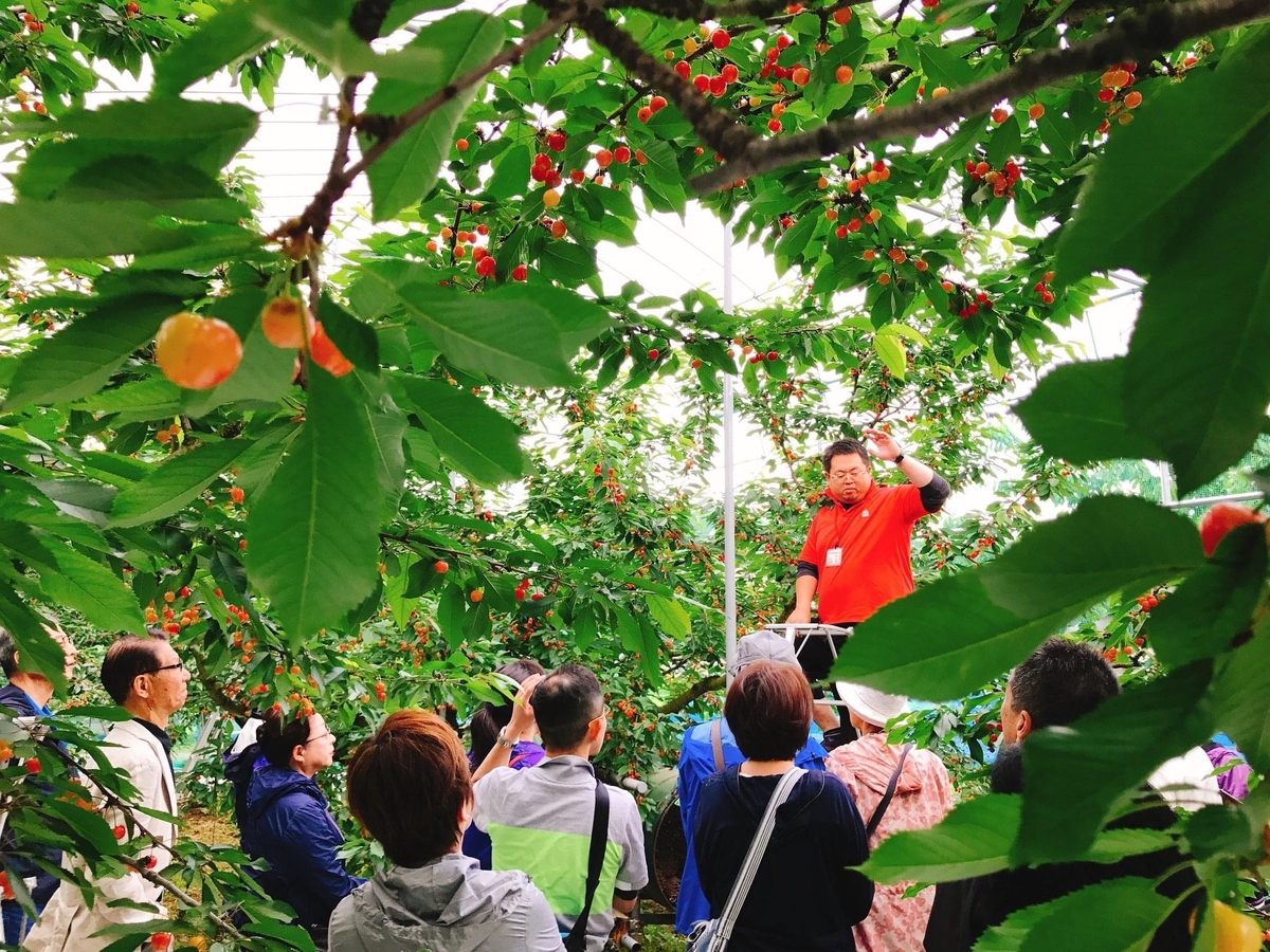 さくらんぼ狩りの様子
