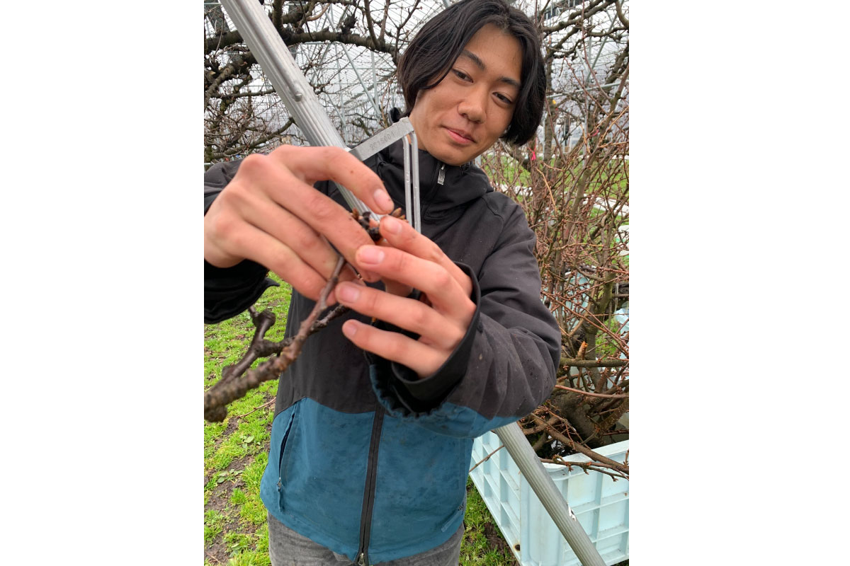 PS-5 厳選「手詰」桐箱 紅秀峰 約600g | 王将果樹園