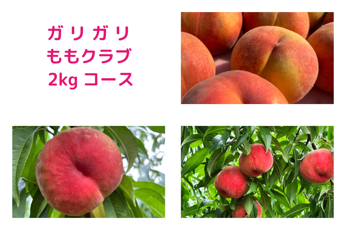 ガリガリももクラブ 2kgコース | 王将果樹園 ガリガリももクラブ 2kgコース | 王将果樹園