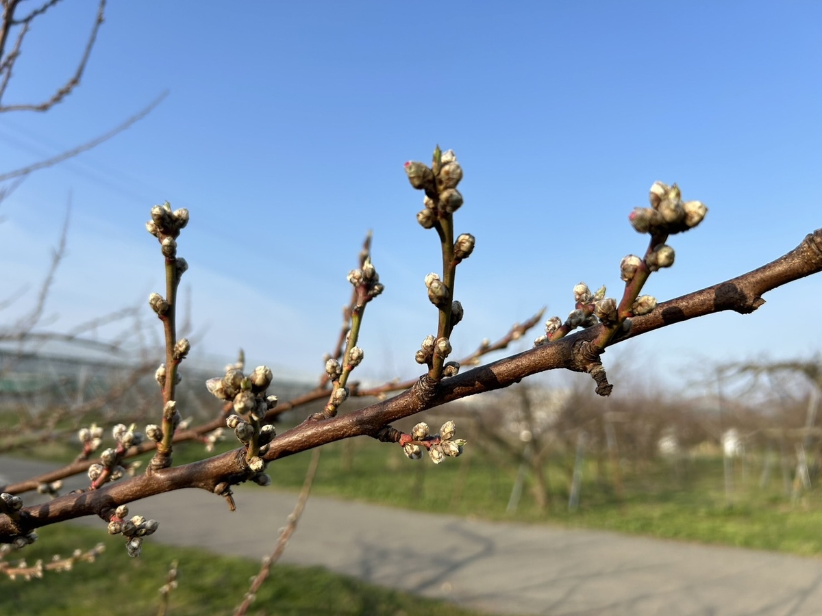 M-3 季節の白桃 約5kg | 王将果樹園