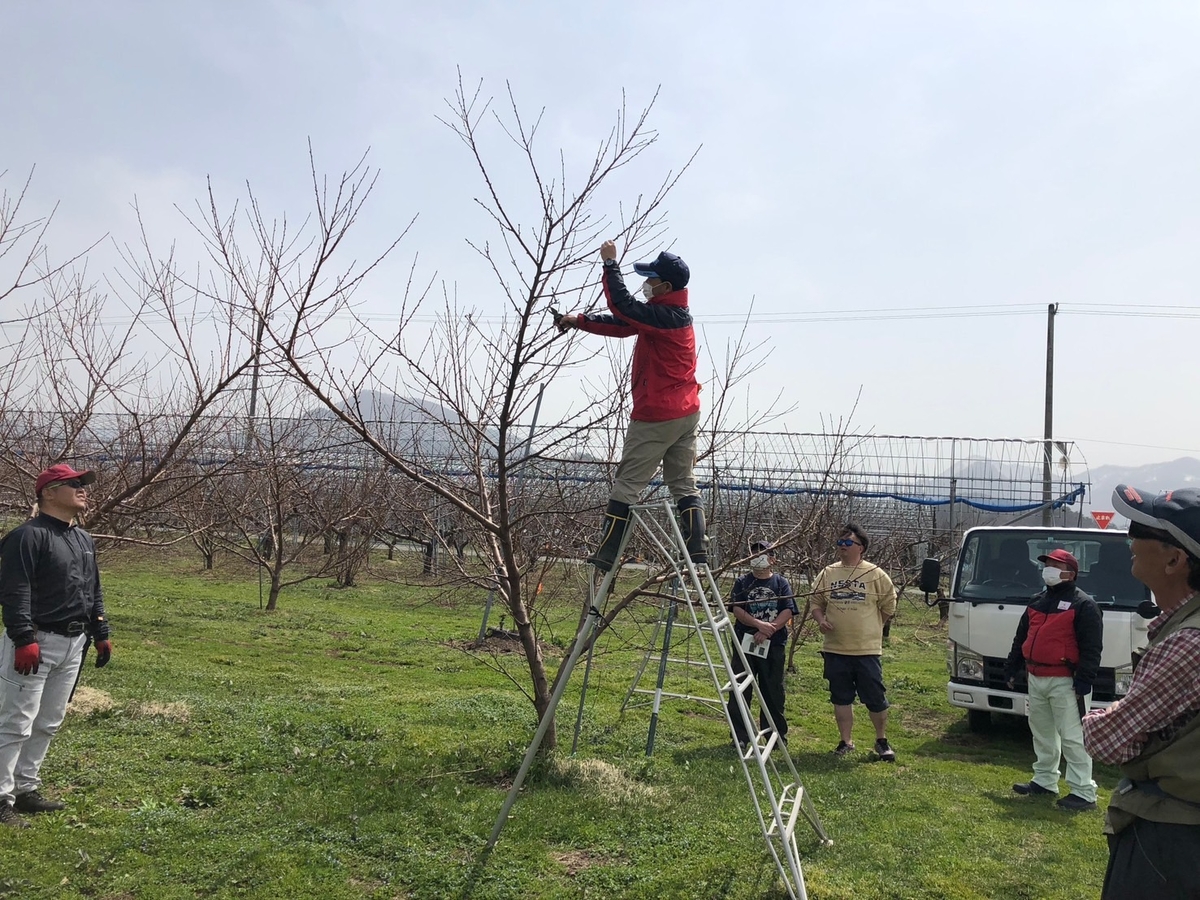 M-3 季節の白桃 約5kg | 王将果樹園