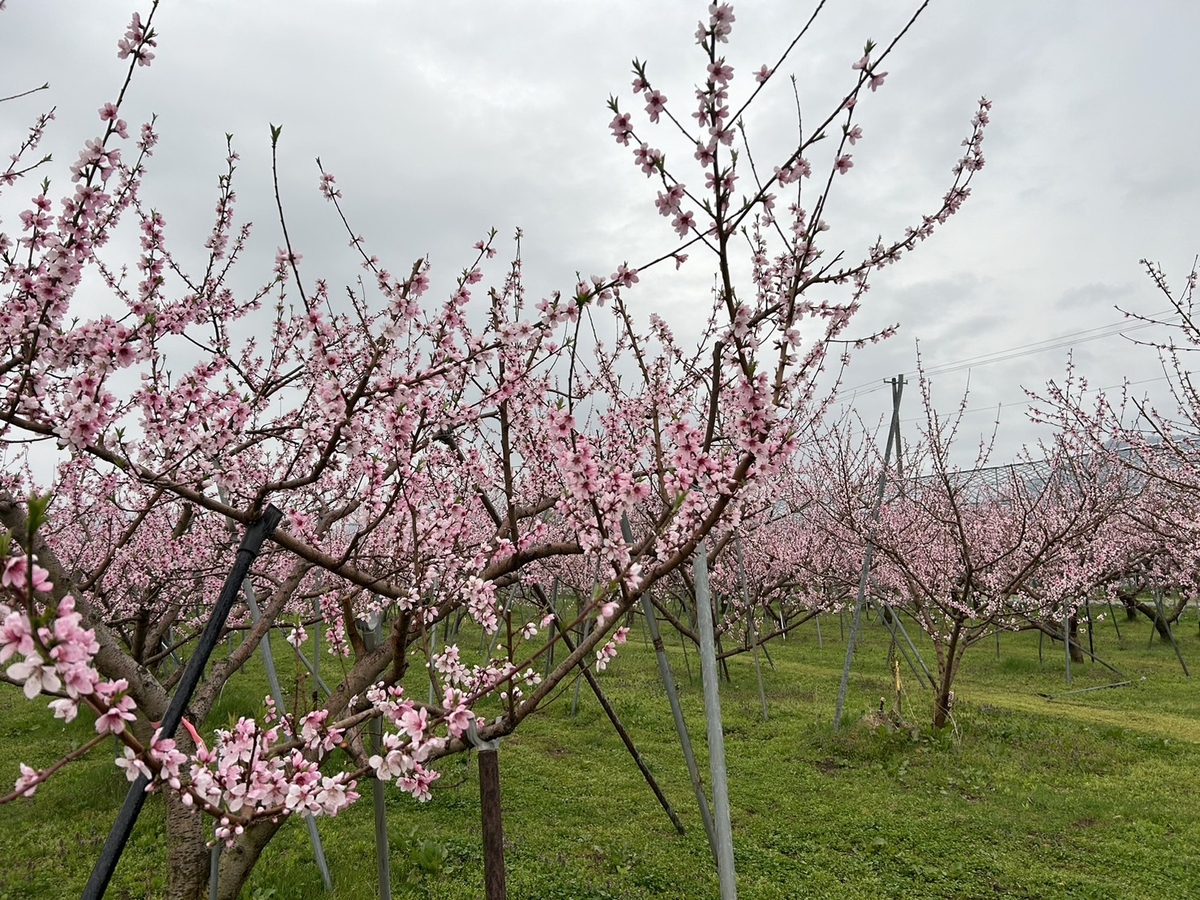 ベルもも購入専用 WM-2 ご自宅用もも 約4kg | 王将果樹園