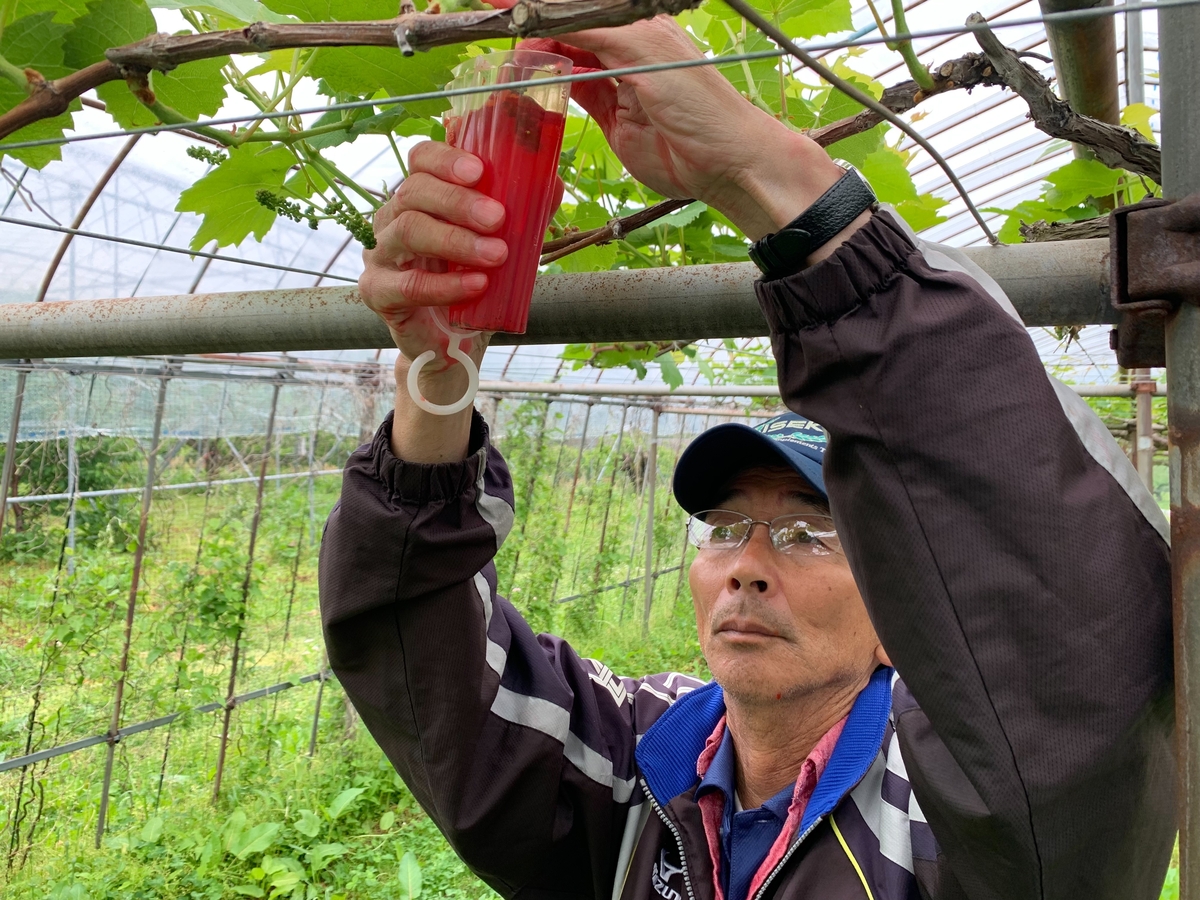 シャインマスカットページ 限定100個】約2万房の中から上位1％に選ばれた信州中野の