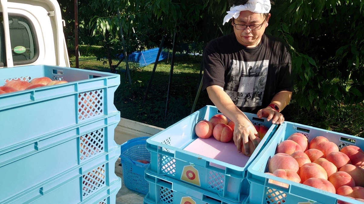 ももクラブ 3kgコース | 王将果樹園