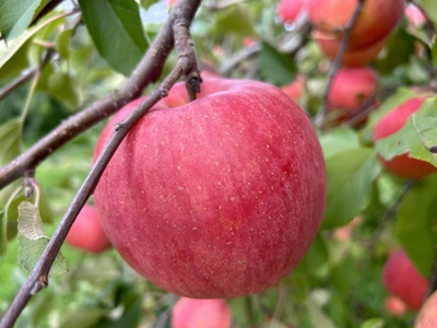 WR-2 ワケありりんご 約8kg | 王将果樹園