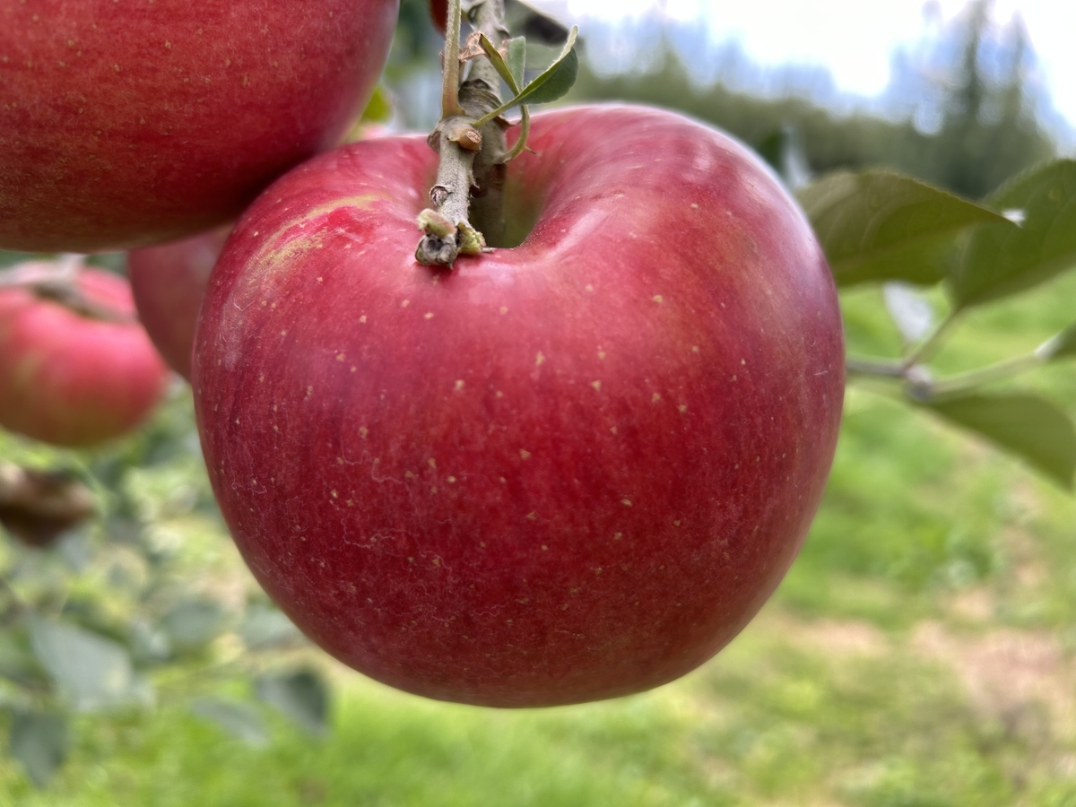 WR-1 ワケありりんご 約4kg | 王将果樹園