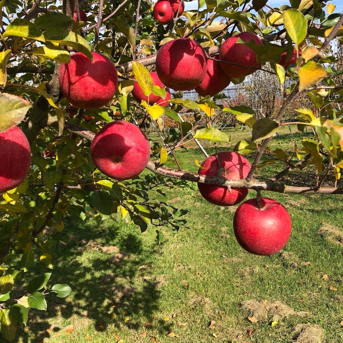 WR-1 ワケありりんご 約4kg | 王将果樹園