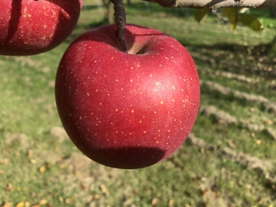 リンゴ商品 Amazon.co.jp: 2025年産 青森県産りんご ご家庭用 訳あり サン