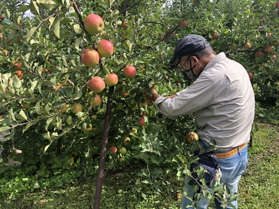 リンゴ商品 Amazon.co.jp: 2025年産 青森県産りんご ご家庭用 訳あり サン