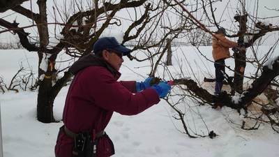 WY-1N ご自宅用西洋梨 約3kg | 王将果樹園