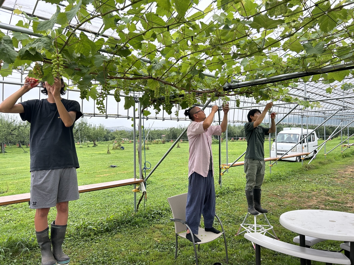 乾燥山ぶどう樹皮2kg セット。　7-073 乾燥山ぶどう樹皮2kg 。 7-072 乾燥山ぶどう蔓2kg セット。 7