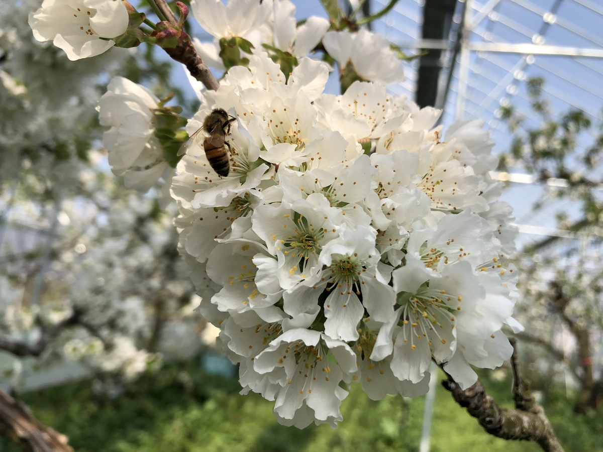 SBO2 3Lｻｲｽﾞ以上のやまがた紅王 500gBP | 王将果樹園