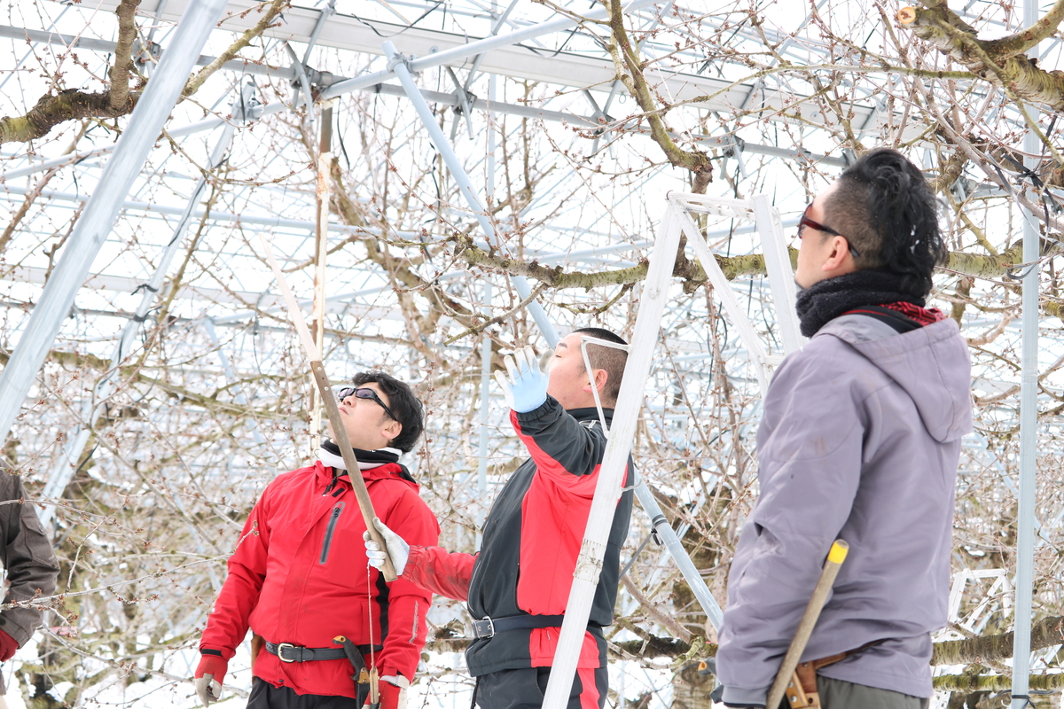 SBO-2 やまがた紅王 500gバラパック | 王将果樹園