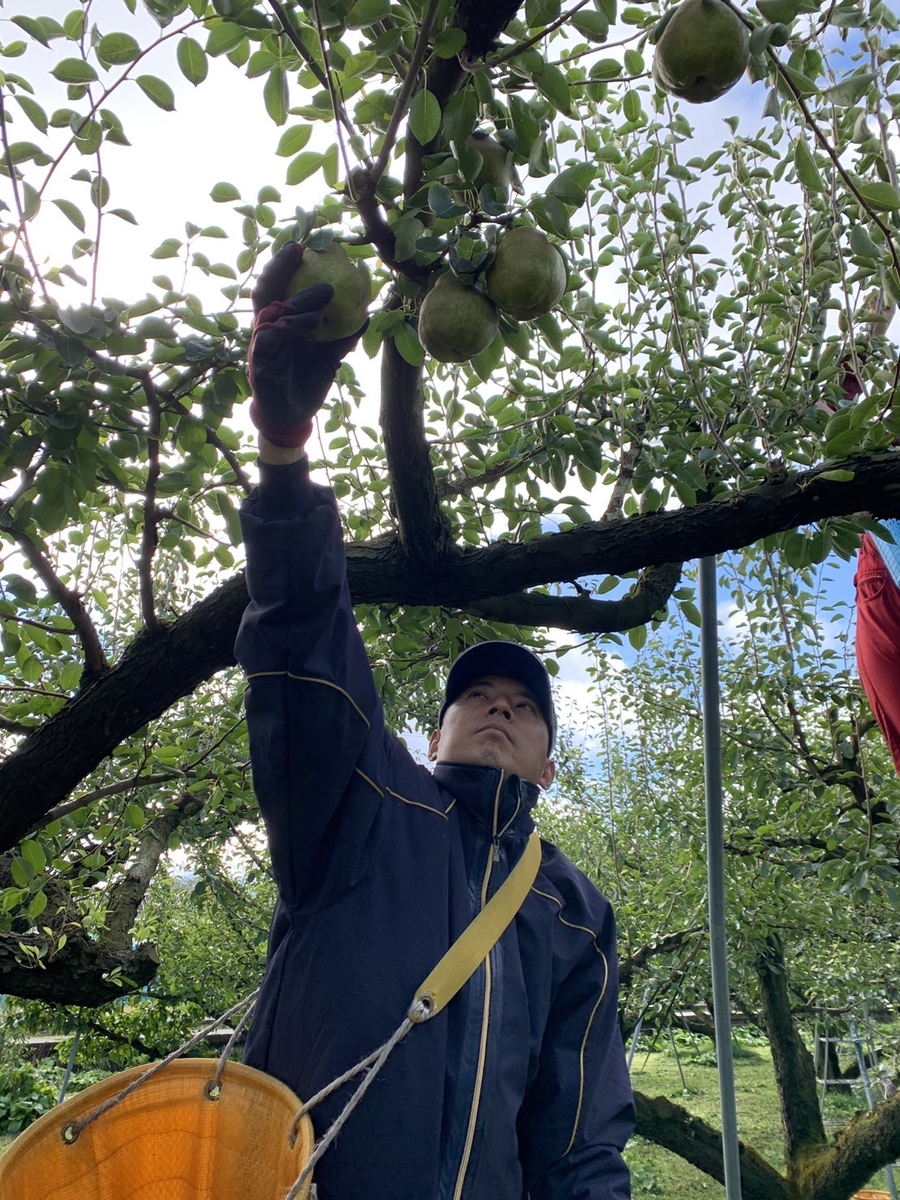L-8N でっかいラ・フランス 約3.5kg | 王将果樹園