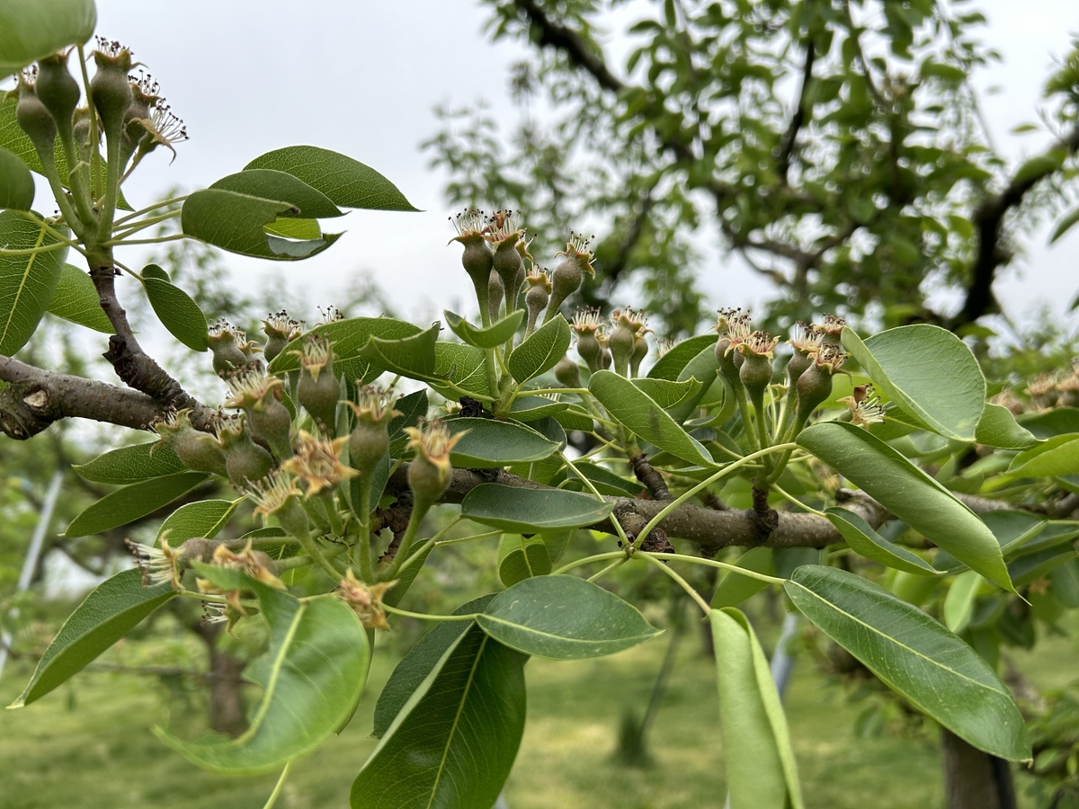 L-8N でっかいラ・フランス 約3.5kg | 王将果樹園