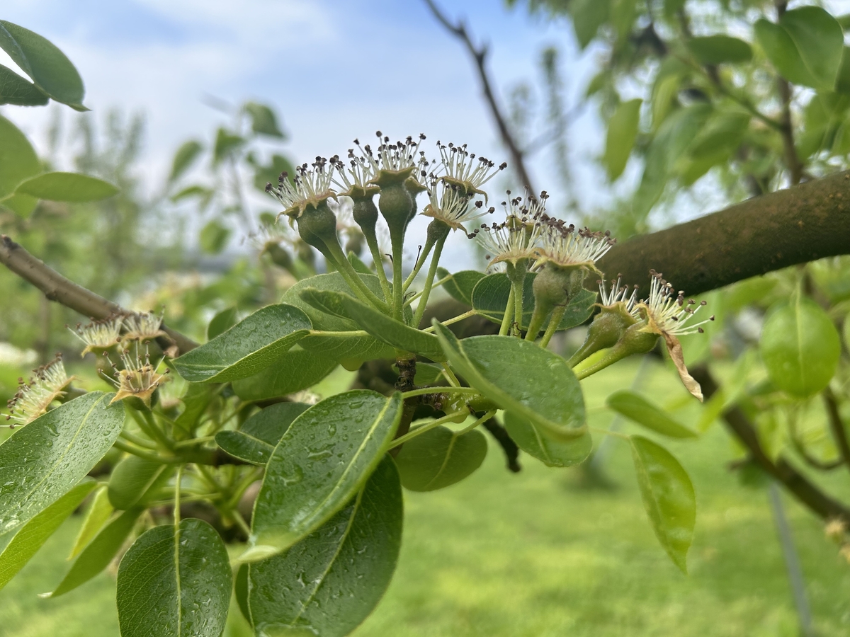 ヒンコ様専用 フランス直輸入 ライラック カルベティエム 1苗 3年生 大苗♪