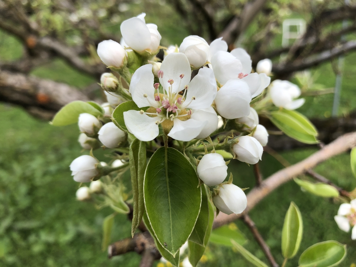 ヒンコ様専用 フランス直輸入 ライラック カルベティエム 1苗 3年生 大苗♪