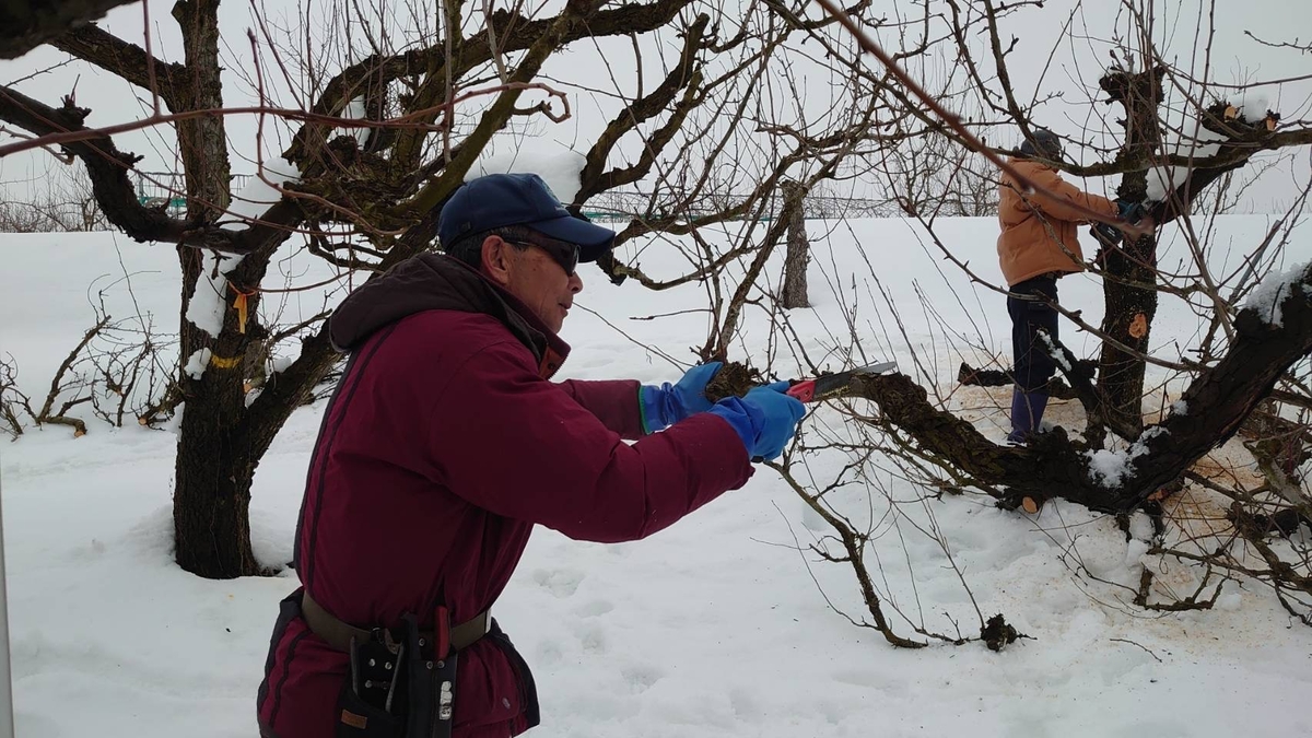 L-4N ご贈答ラ・フランス 約2kg | 王将果樹園