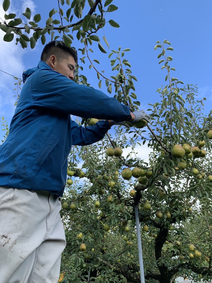 L-1N でっかいラ・フランス 1.2㎏ | 王将果樹園