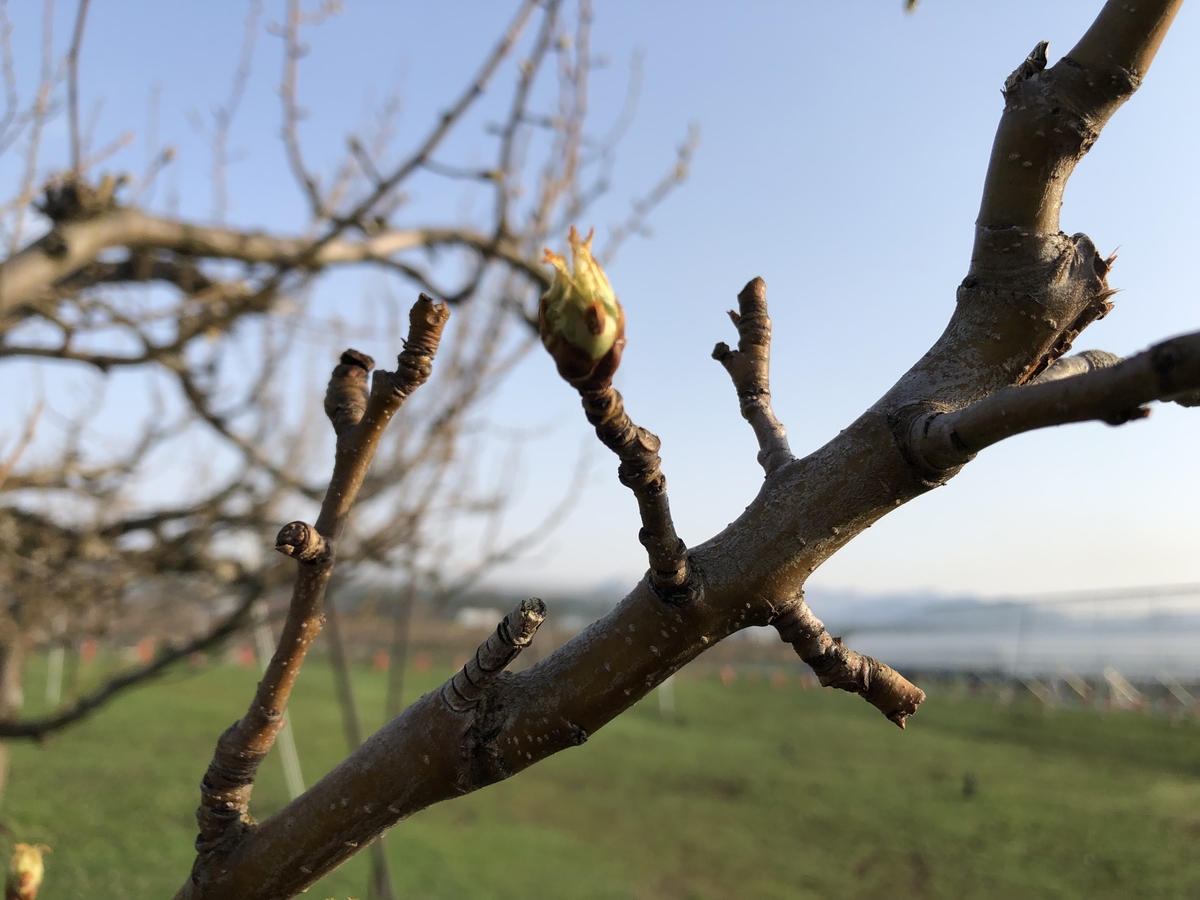 L-13N おすそわけラ・フランス 約1.2kg×6箱 | 王将果樹園