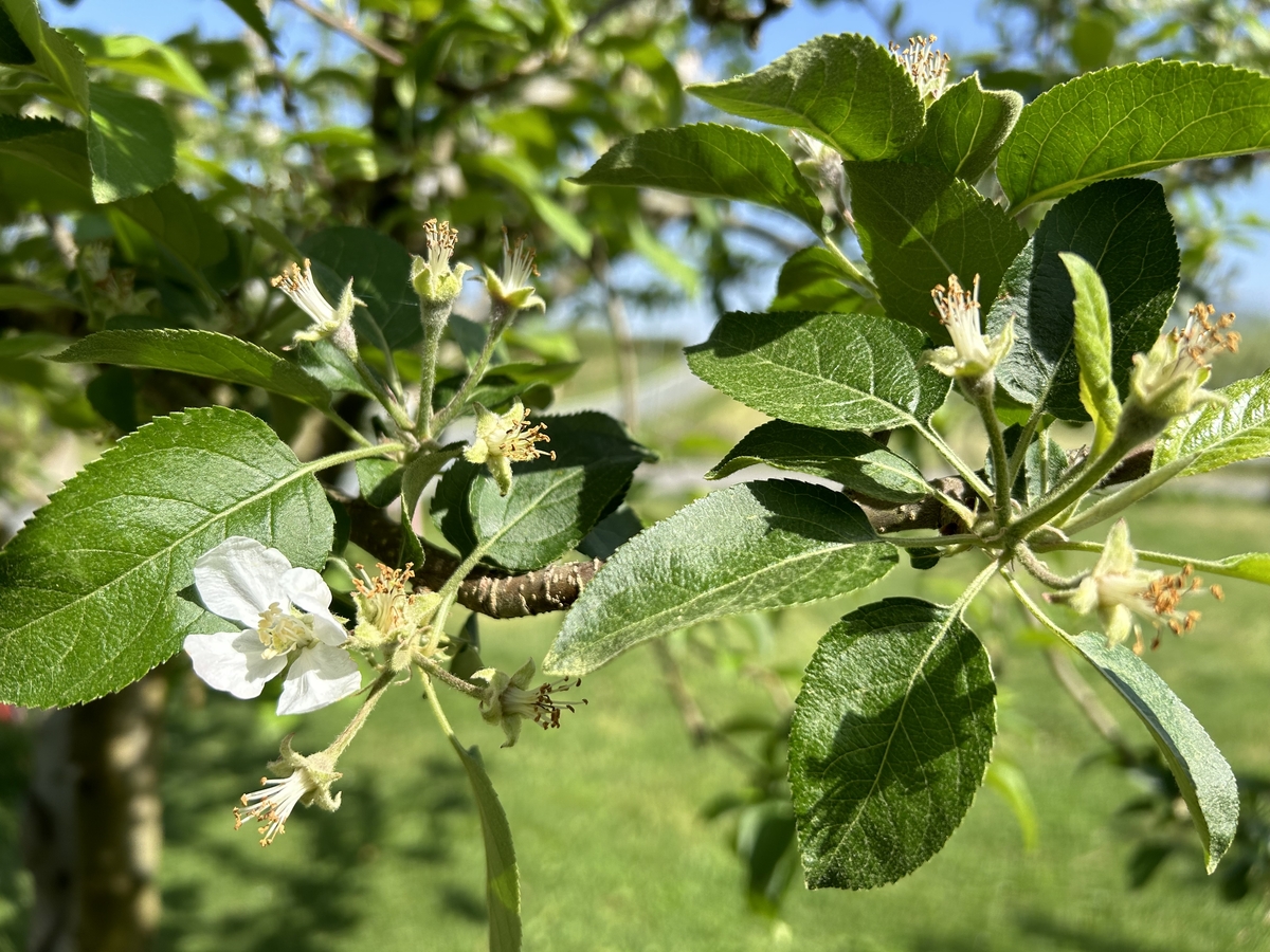 AR-2N シナノゴールド 約5kg | 王将果樹園