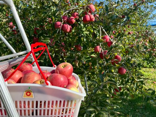 山形のりんご | 王将果樹園