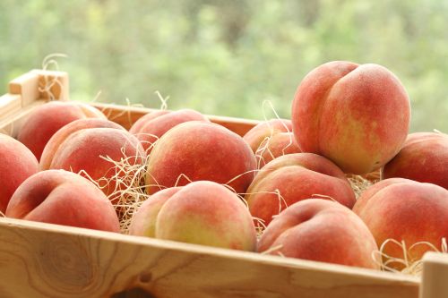 果樹 黄金桃 白鳳桃 120cm 楽天市場】桃 苗木 黄金桃 おうごんとう（桃）《果樹苗》 桃の苗木