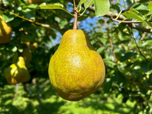 hidekuriyokan　　ラフランス　シルバーベル シルバーベル | 王将果樹園