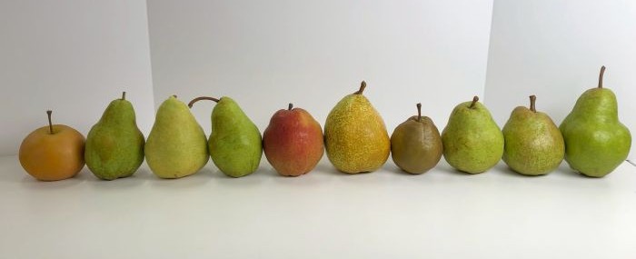 洋梨品 洋梨” 秀品 約5kg 品種おまかせ 大きさおまかせ 産地厳選 ラ・フランス