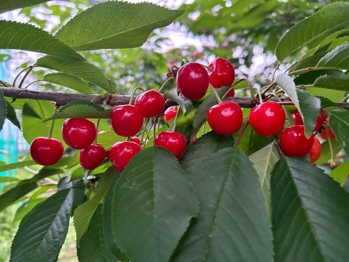紅秀峰 | 王将果樹園